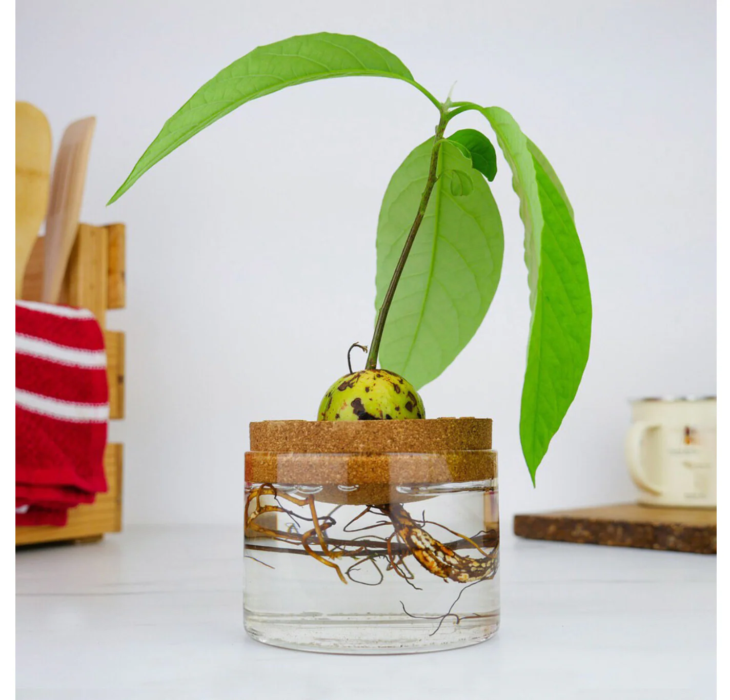 Avocado Grow Kit - Image 3