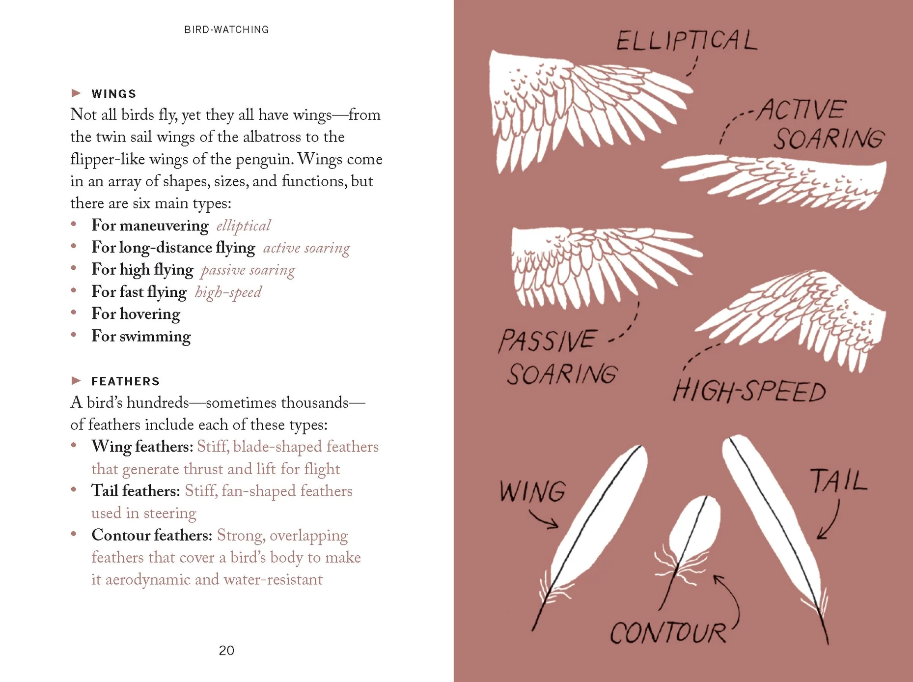 Bird Watching Book- Pocket Nature - Image 3