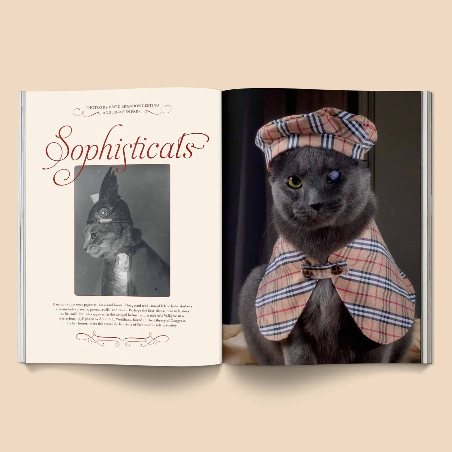 Catnip Magazine - Image 5