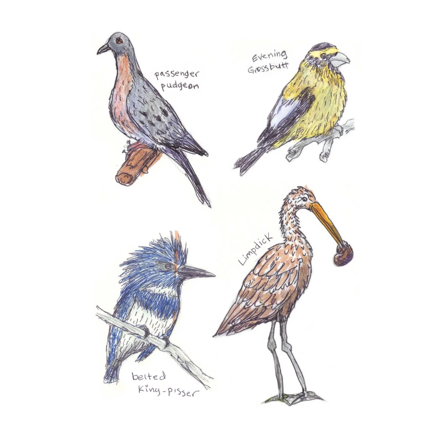 Field Guide to Dumb Birds Sticker Book - Image 2