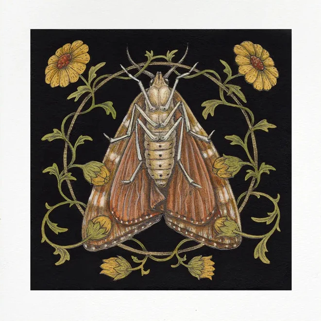 Fine Art Moth Giclee Print