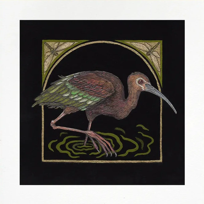 Fine Art White-Faced Ibis Giclee Print