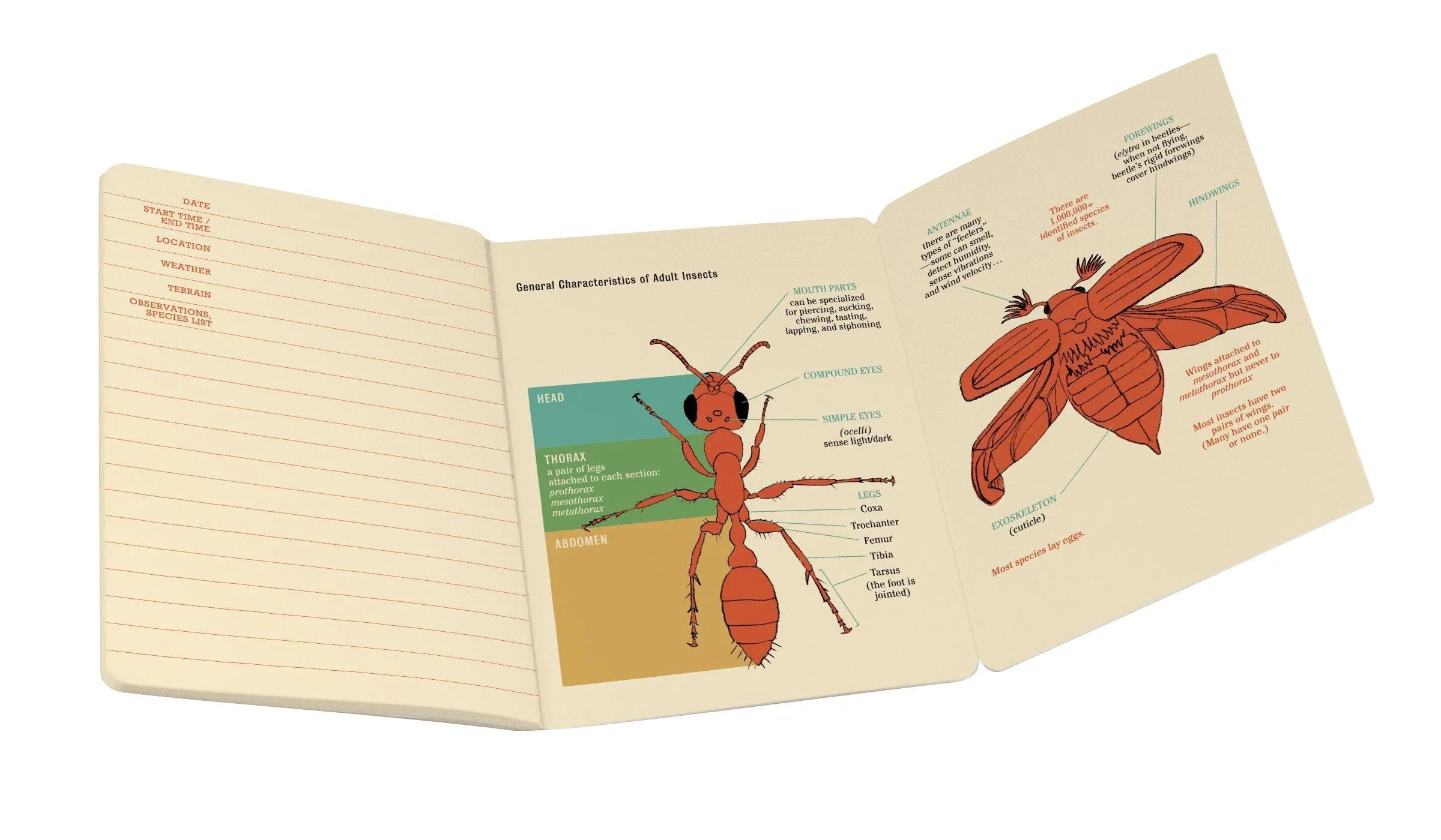 Insect Notebook - Image 4