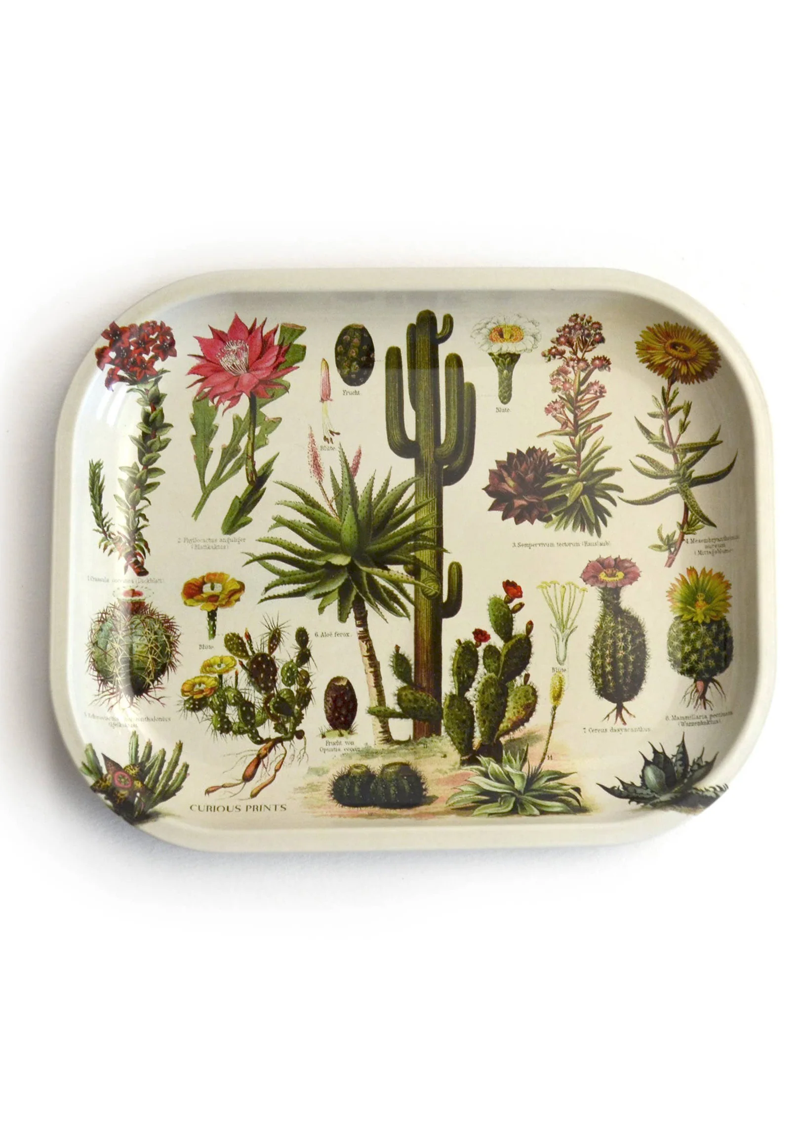Metal Cacti Tray
