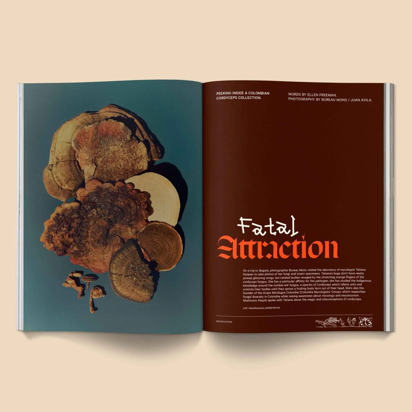 Mushroom People Magazine: Vol. 2 - Image 4