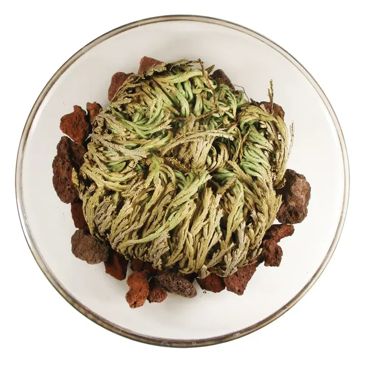 Resurrection Plant