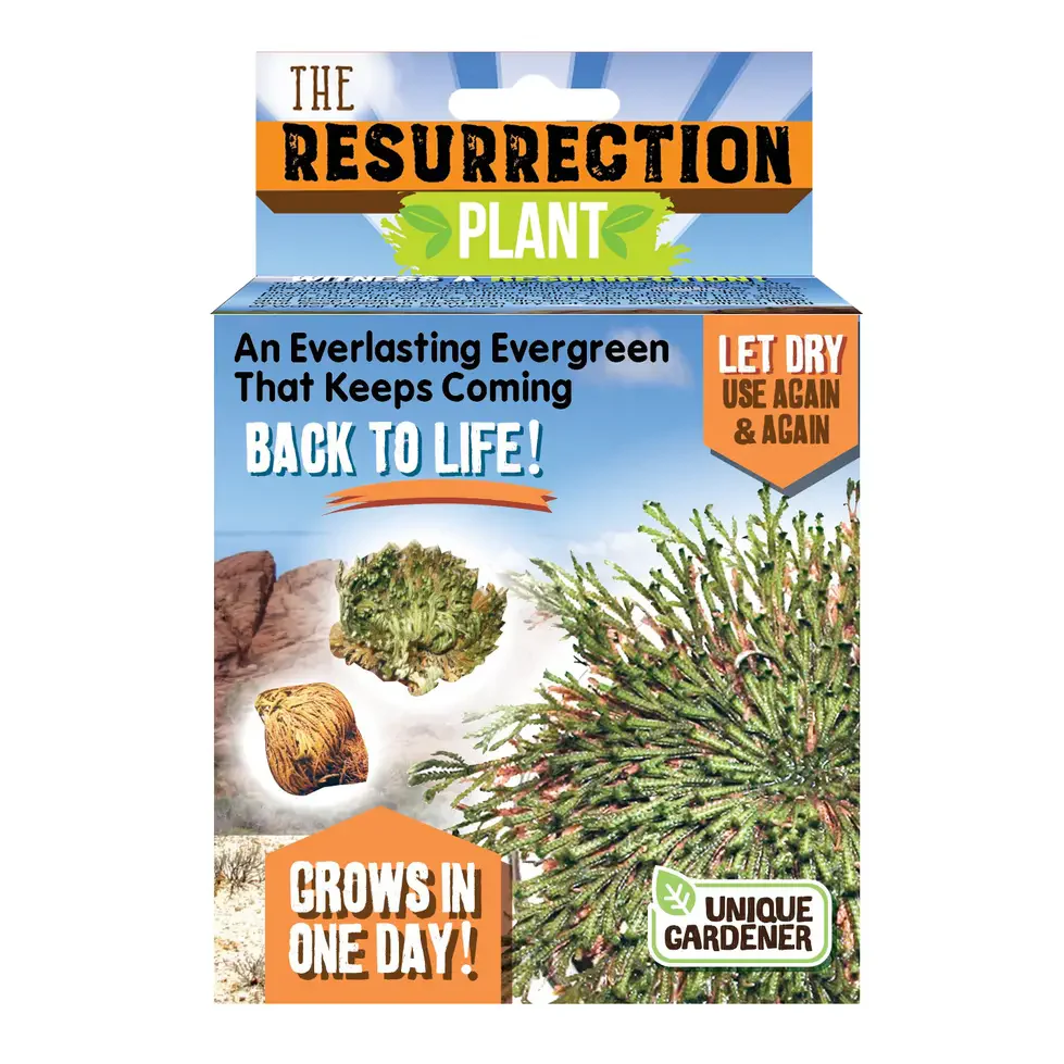 Resurrection Plant - Image 2