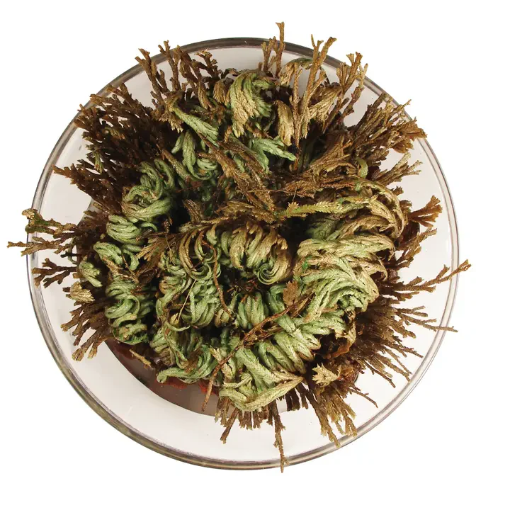 Resurrection Plant - Image 3
