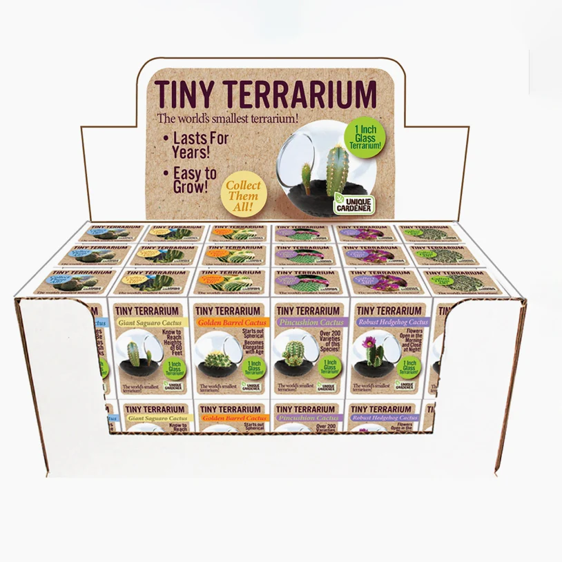 Tiny Cactus Terrarium