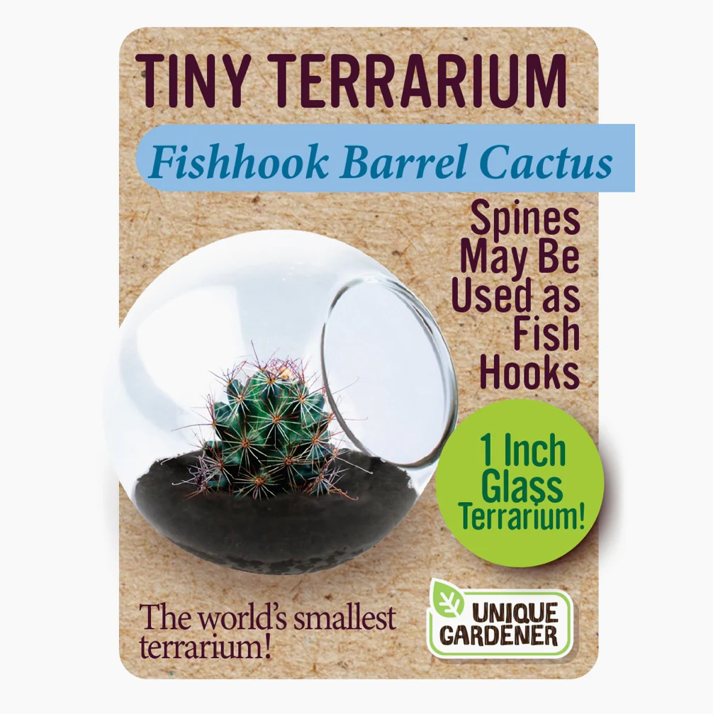 Tiny Cactus Terrarium - Image 2