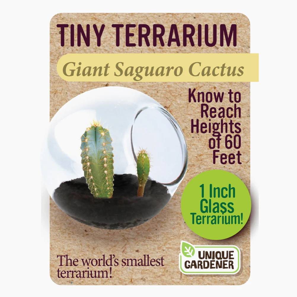 Tiny Cactus Terrarium - Image 6