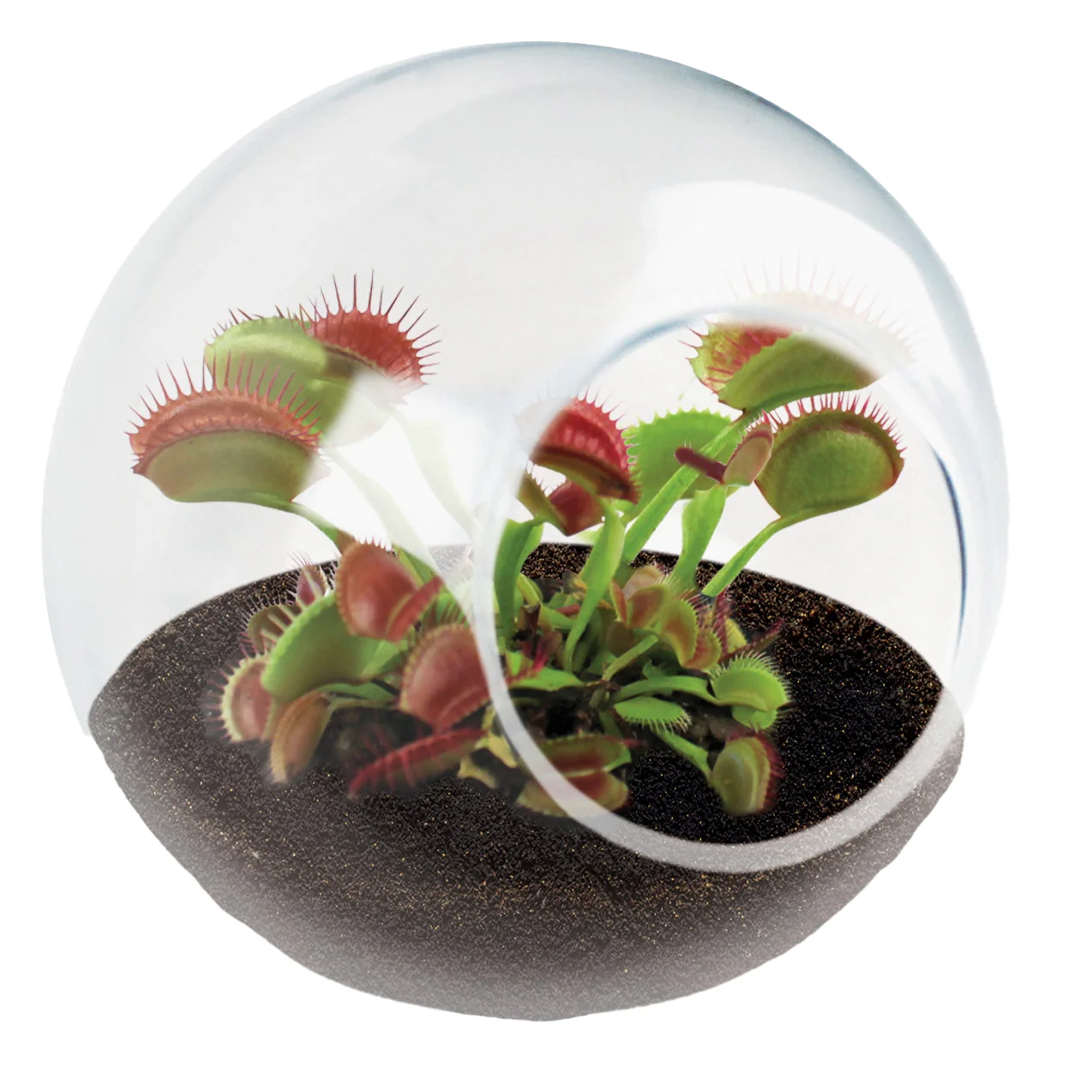 Tiny Carnivorous Glass Terrarium - Image 2