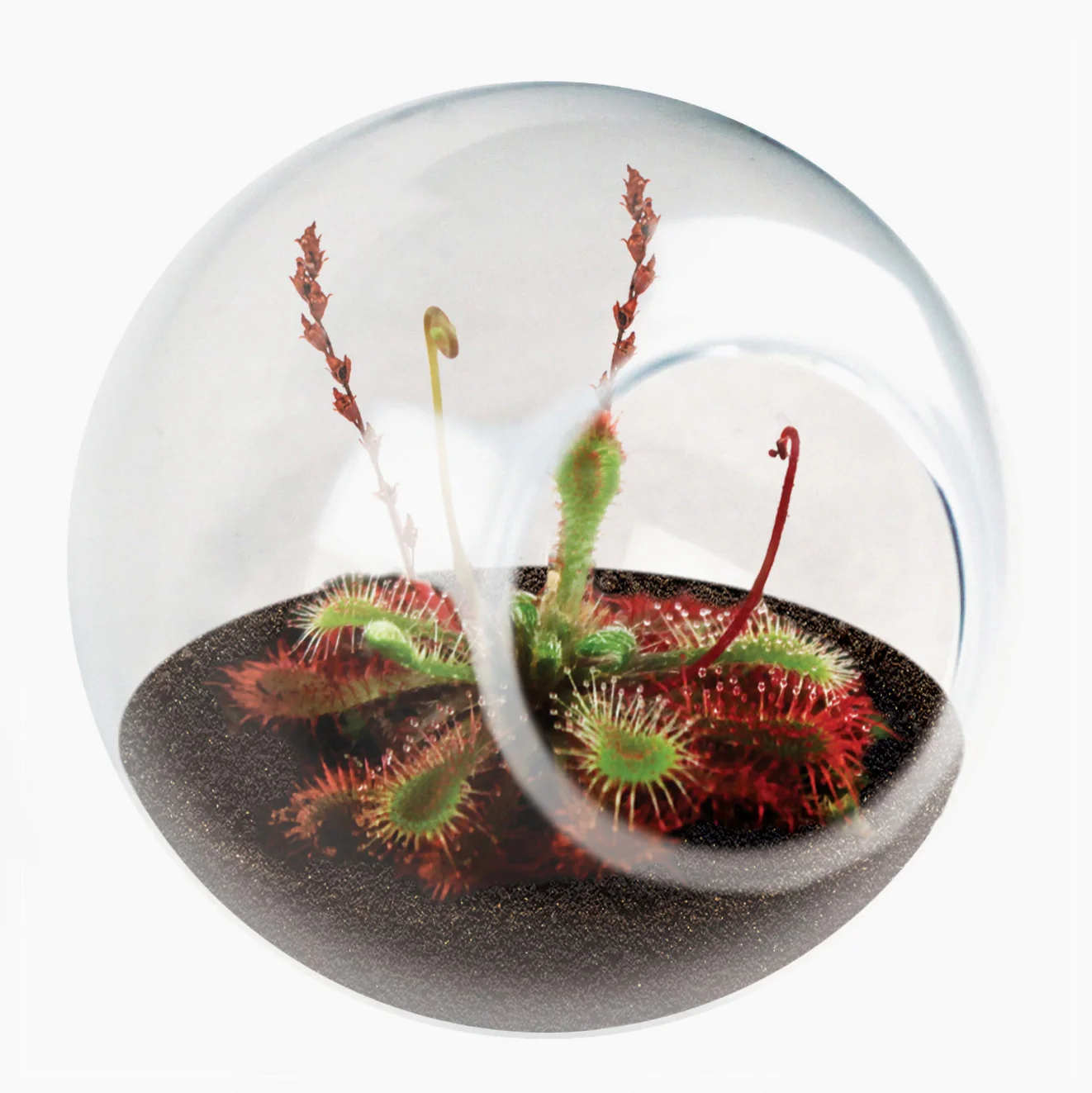 Tiny Carnivorous Glass Terrarium - Image 3