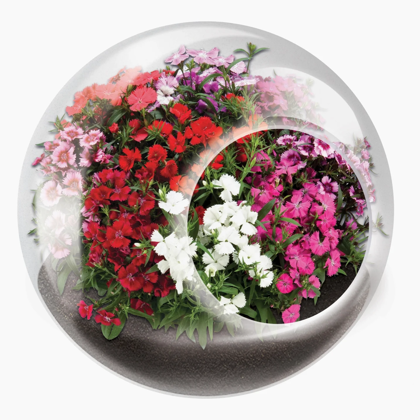 Tiny Carnivorous Glass Terrarium - Image 4