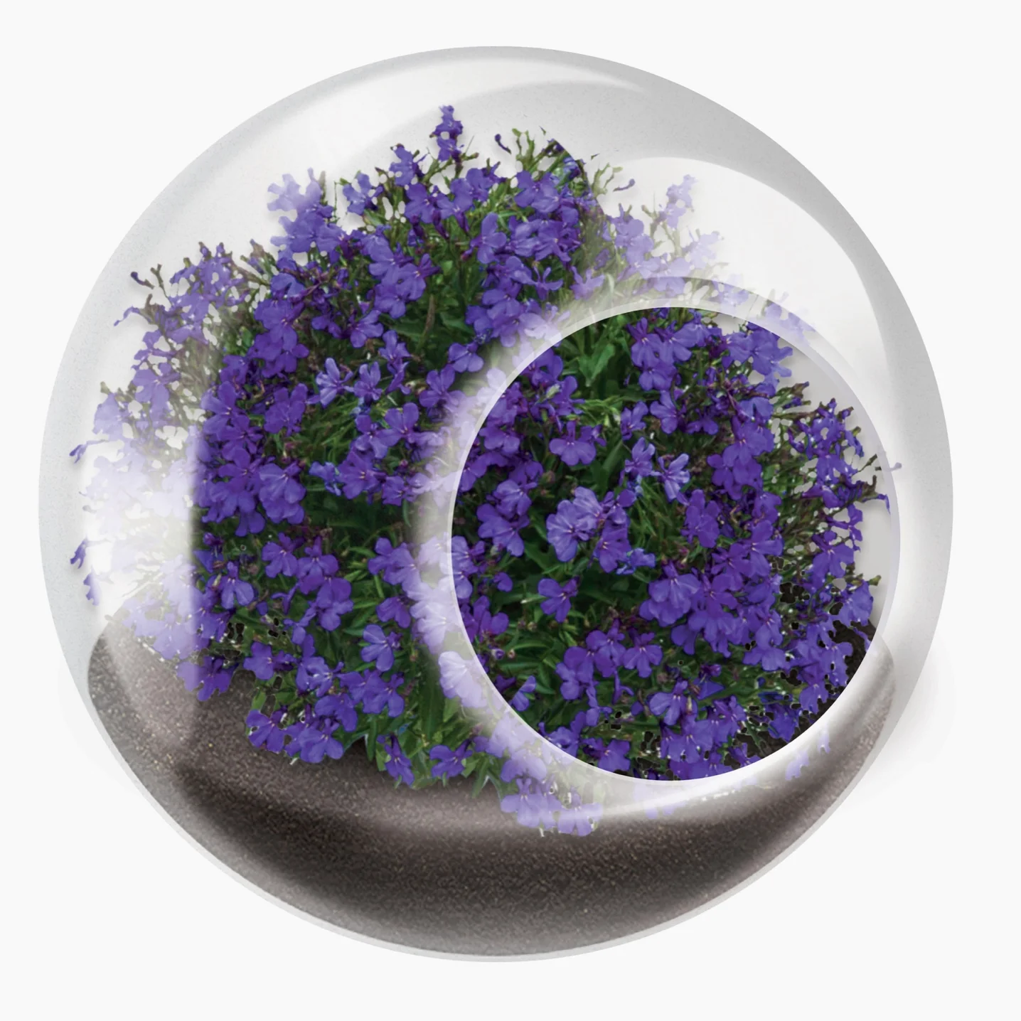 Tiny Carnivorous Glass Terrarium - Image 5