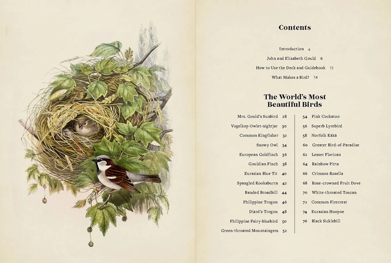 Vintage Birds Guidebook & Matching Game - Image 4