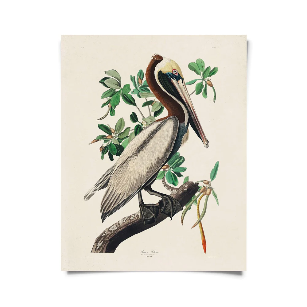 Vintage Brown Pelican Audubon Print 8x10