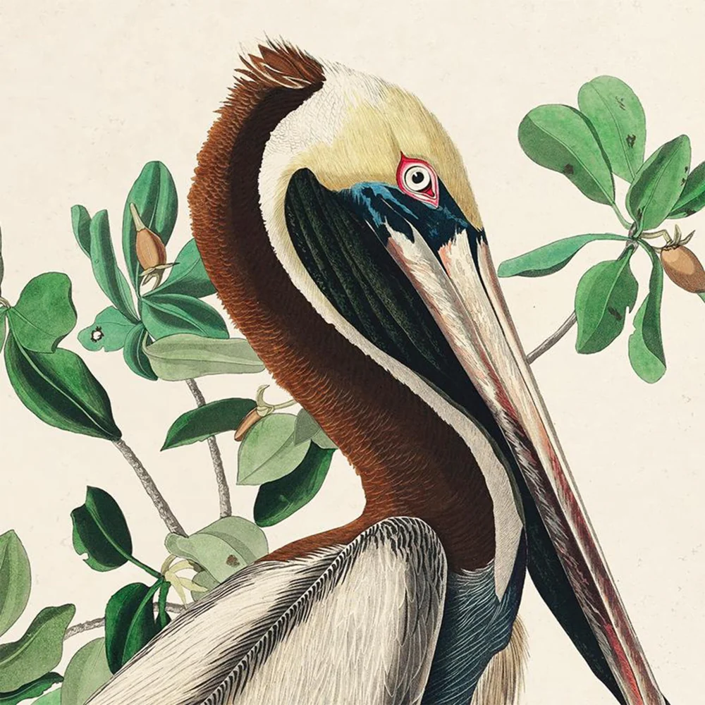 Vintage Brown Pelican Audubon Print 8x10 - Image 2