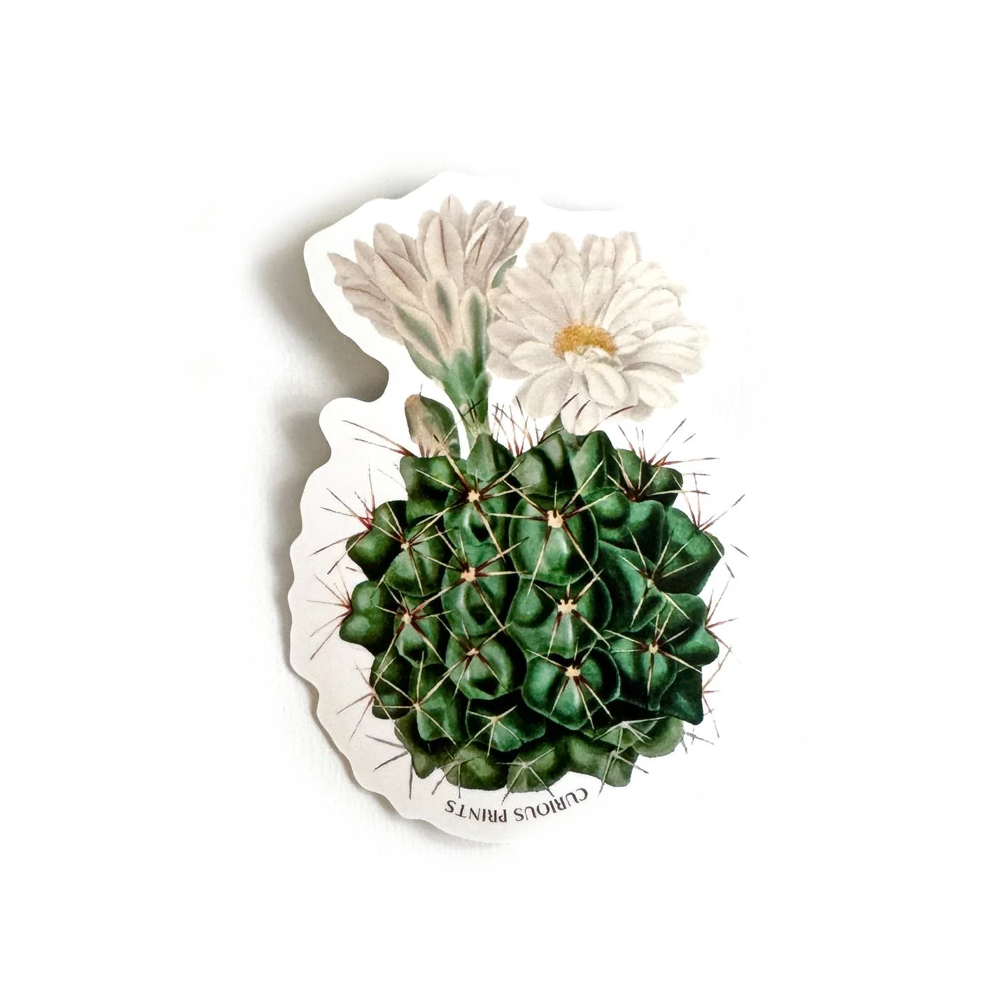 Vintage Cactus Flower Sticker