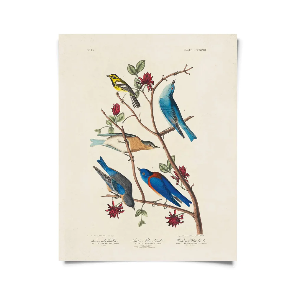 Vintage Warbler & Blue Birds Audubon Print 8x10