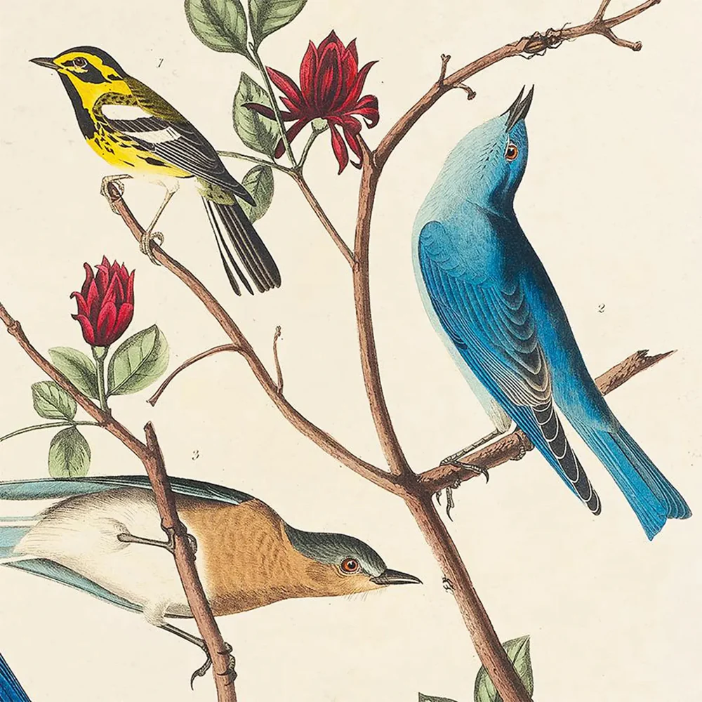 Vintage Warbler & Blue Birds Audubon Print 8x10 - Image 2