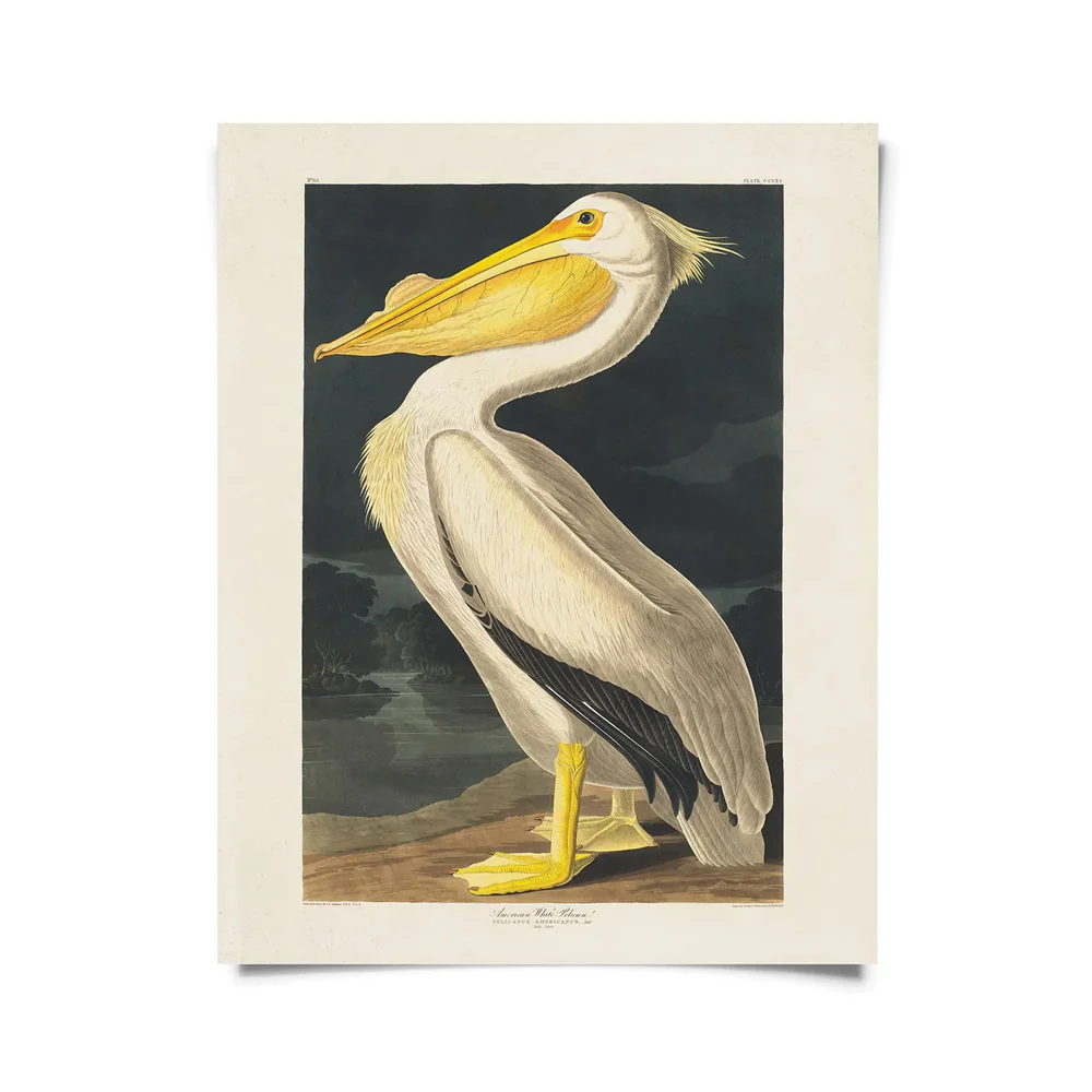 Vintage White Pelican Audubon Print 8x10