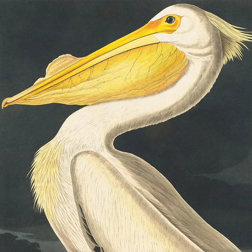 Vintage White Pelican Audubon Print 8x10 - Image 2